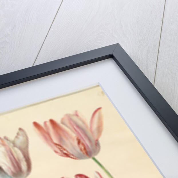 Tulipa gesneriana from the album Gottorfer Codex, c.1650 by Hans Simon Holtzbecher