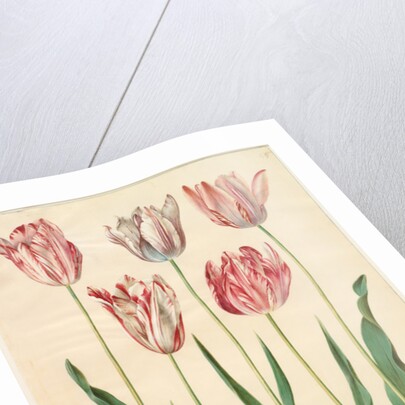 Tulipa gesneriana from the album Gottorfer Codex, c.1650 by Hans Simon Holtzbecher