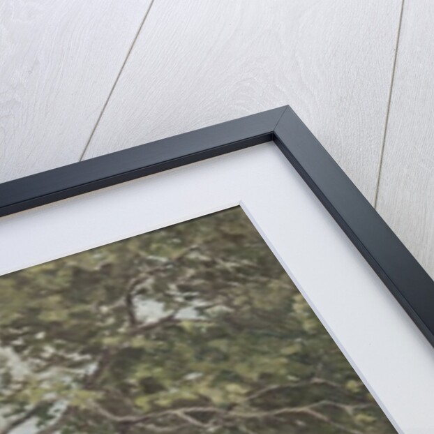 A Tree study by Anna Nordlander