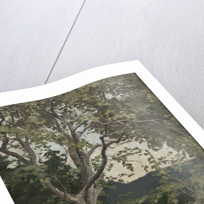 A Tree study by Anna Nordlander