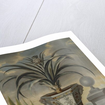 Pineapple plant, 1729 by David von Coln