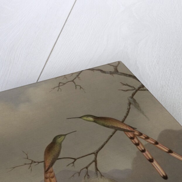 Two Hummingbirds with Their Young, c.1865 by Martin Johnson Heade