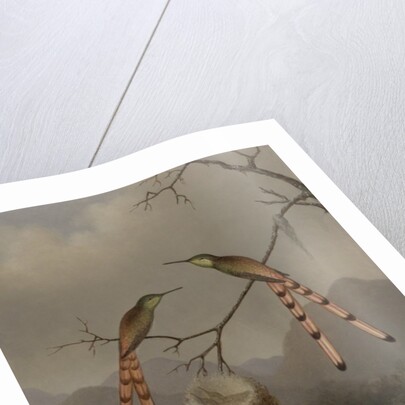 Two Hummingbirds with Their Young, c.1865 by Martin Johnson Heade