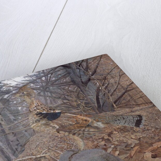 Male Ruffed Grouse in the Forest, 1907-08 by Gerald Thayer