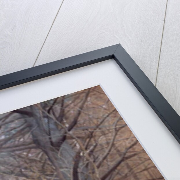 Male Ruffed Grouse in the Forest, 1907-08 by Gerald Thayer