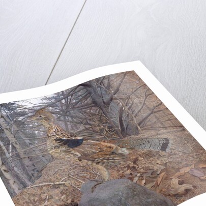 Male Ruffed Grouse in the Forest, 1907-08 by Gerald Thayer