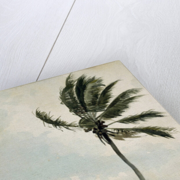 Palm Tree, Nassau, 1898 by Winslow Homer