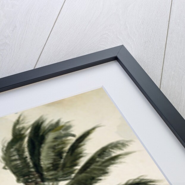 Palm Tree, Nassau, 1898 by Winslow Homer