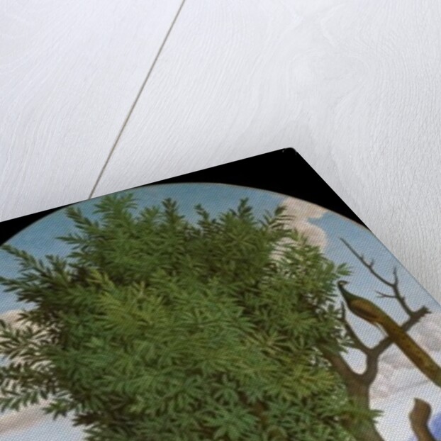 Madonna and Child with Saints, c.1520 by Gerolamo dai Libri