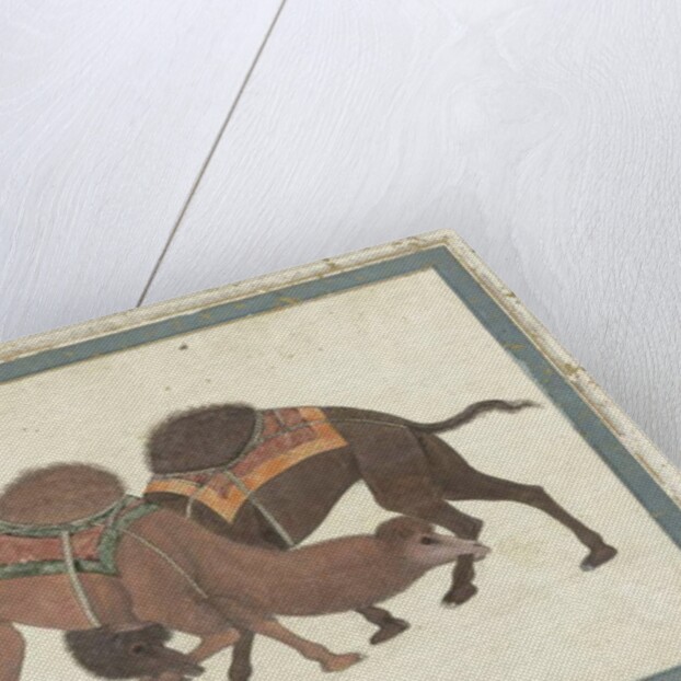 Fighting camels, c.1680-1700 by Indian School