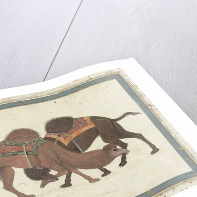 Fighting camels, c.1680-1700 by Indian School