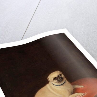 Pug by Anonymous Anonymous