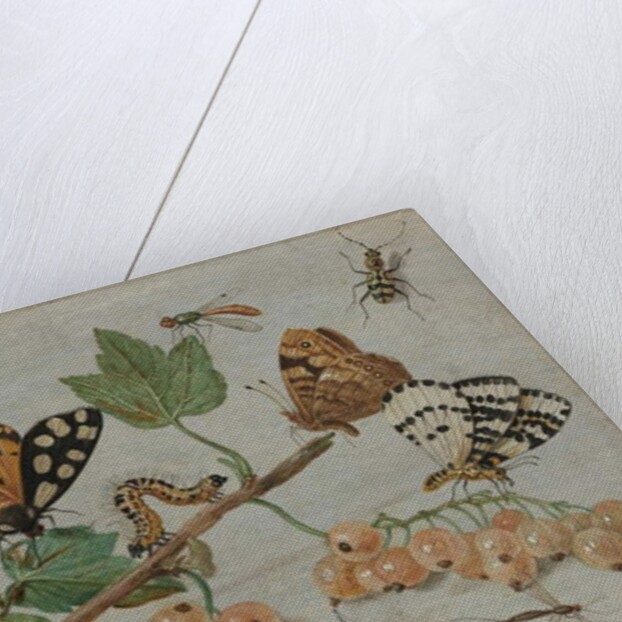 Insects and Fruit, c.1660-5 by Jan van the Elder Kessel