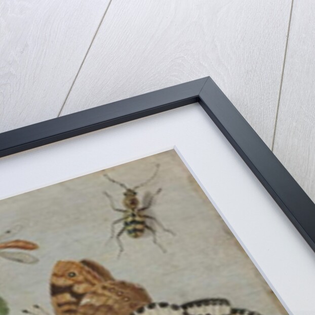 Insects and Fruit, c.1660-5 by Jan van the Elder Kessel