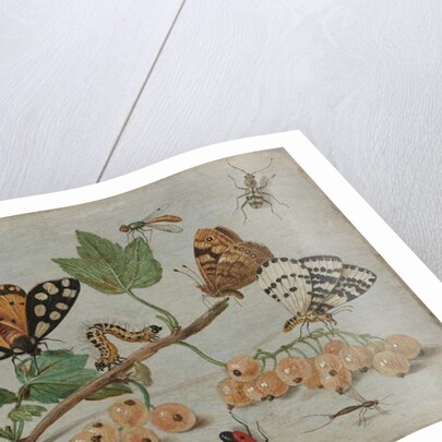 Insects and Fruit, c.1660-5 by Jan van the Elder Kessel