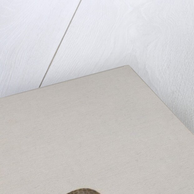 A Common Indian Nightjar, c.1780 by Indian School