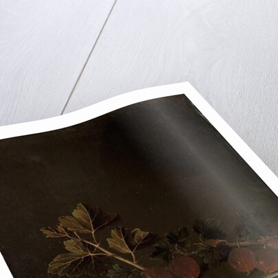 A Sprig of Gooseberries on a Stone Plinth, 1699 by Adrian Coorte