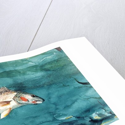 Channel Bass, 1904 by Winslow Homer