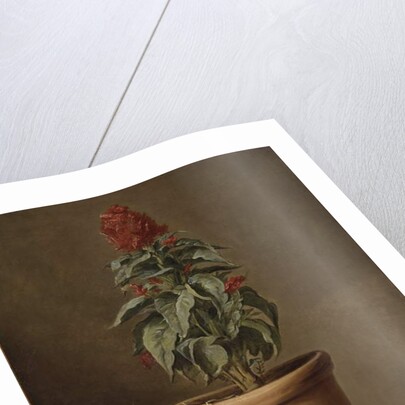 A Potted Plant by Henri Horace Roland de la Porte