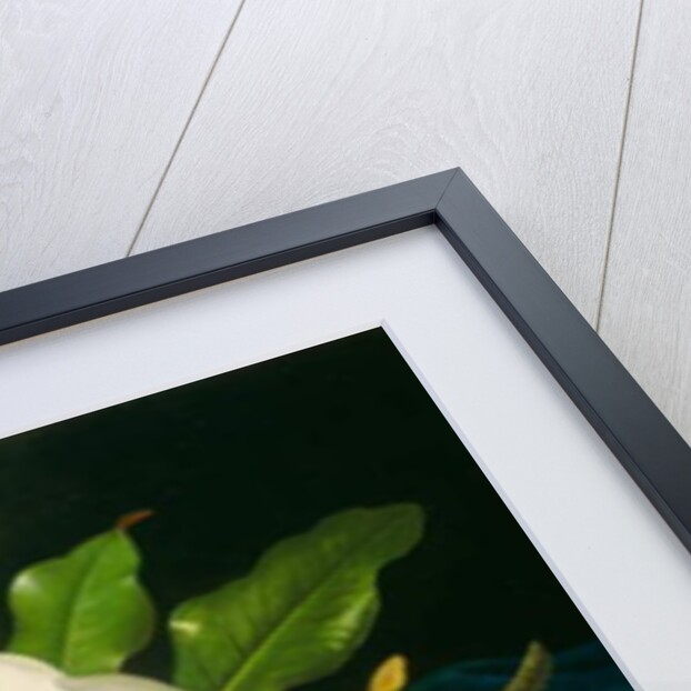 Giant Magnolias on a Blue Velvet Cloth, c.1890 by Martin Johnson Heade