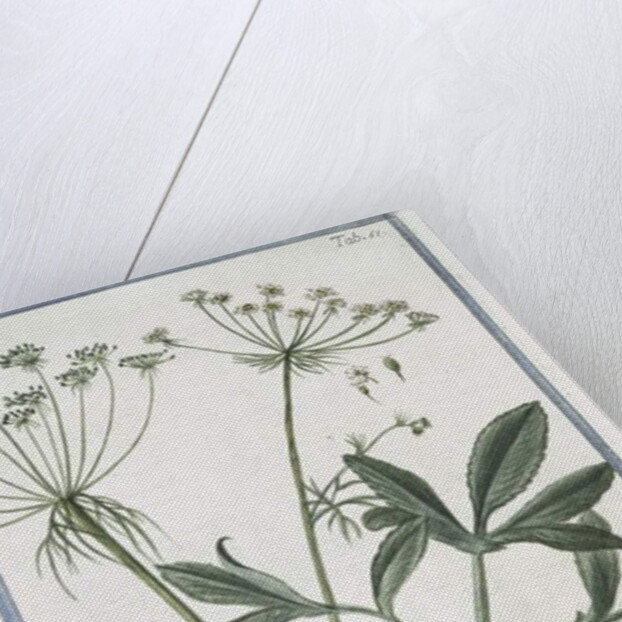 Ammi majus by Giorgio Bonelli