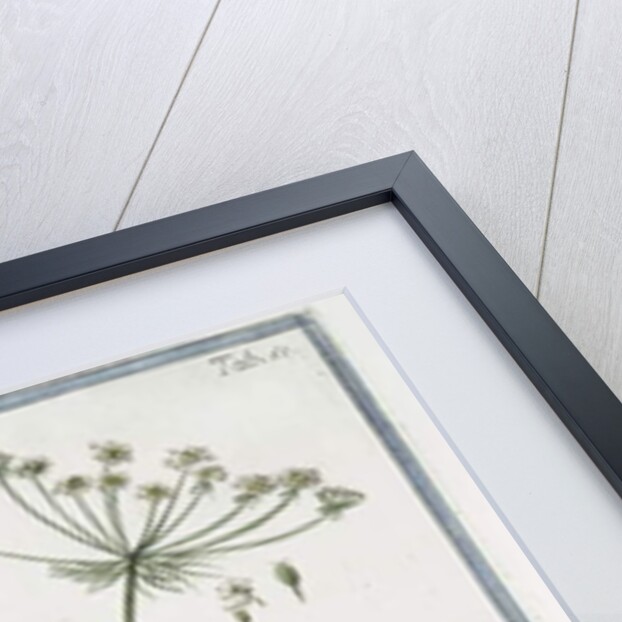 Ammi majus by Giorgio Bonelli