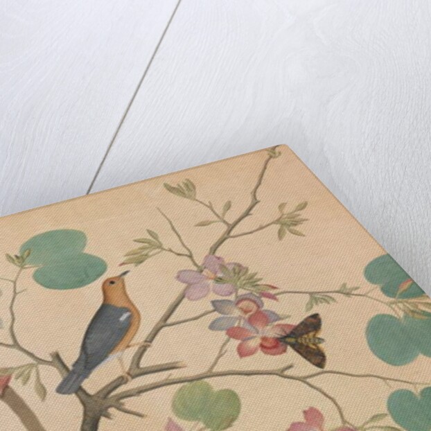 An Orange-Headed Ground Thrush and a Death's-Head Moth on a Purple Ebony Orchid Branch, 1778 by Shaikh Zain ud-Din