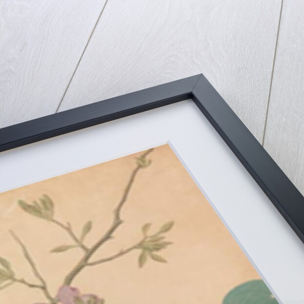 An Orange-Headed Ground Thrush and a Death's-Head Moth on a Purple Ebony Orchid Branch, 1778 by Shaikh Zain ud-Din