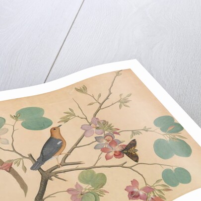 An Orange-Headed Ground Thrush and a Death's-Head Moth on a Purple Ebony Orchid Branch, 1778 by Shaikh Zain ud-Din