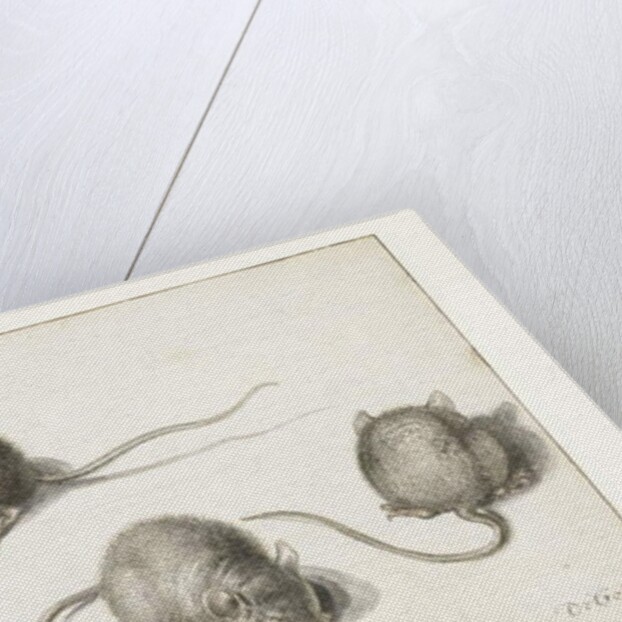 Four studies of a diseased mouse by Jacob II de Gheyn