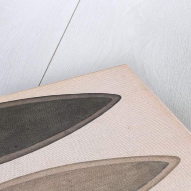 Two Sides of a Bengal River Fish, c.1804 by Indian School