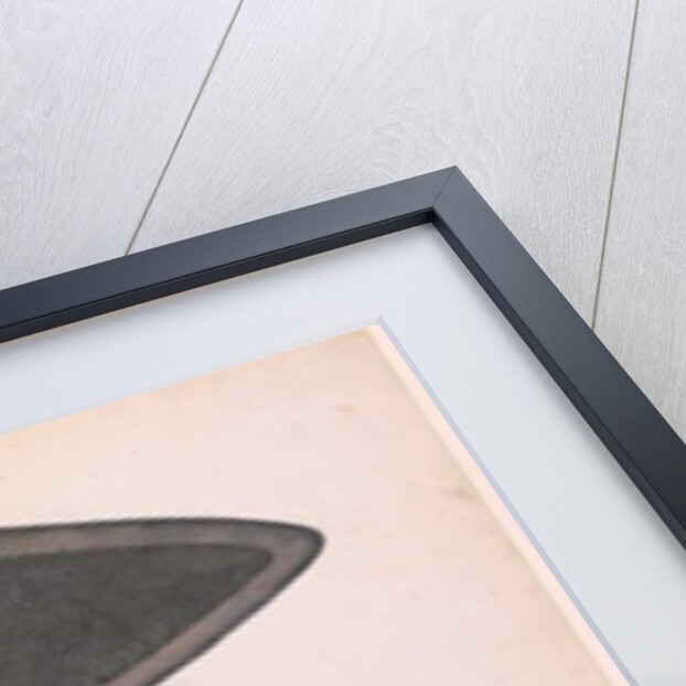 Two Sides of a Bengal River Fish, c.1804 by Indian School