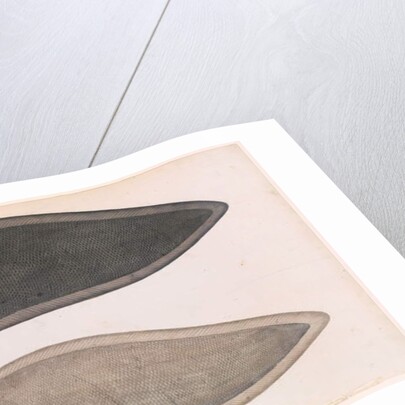 Two Sides of a Bengal River Fish, c.1804 by Indian School