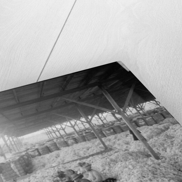 Sorting cotton for the Atlantic Cotton Compress Company, Pensacola, Florida, 1900-10 by Detroit Publishing Co.