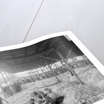Sorting cotton for the Atlantic Cotton Compress Company, Pensacola, Florida, 1900-10 by Detroit Publishing Co.