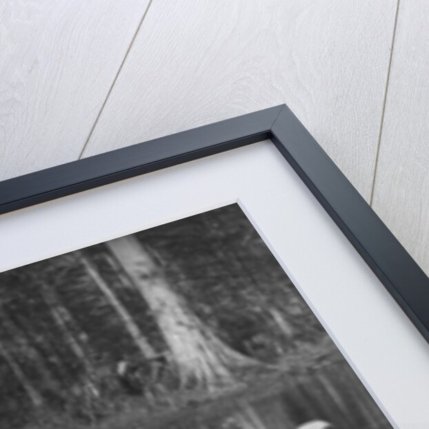 A Southern baptism, Aiken, 1900-06 by Detroit Publishing Co.