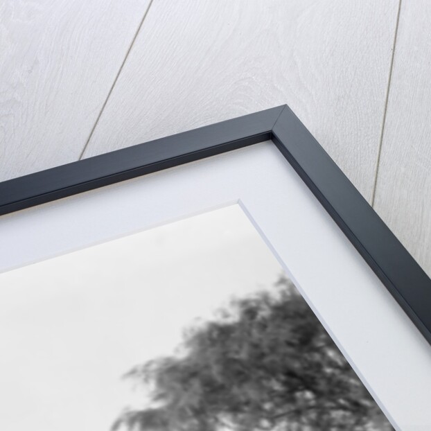 Packard 1912 Limousine by Detroit Publishing Co.