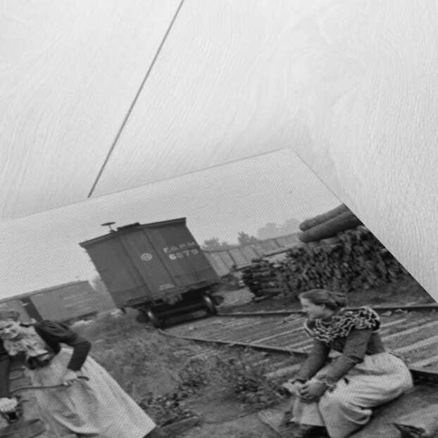 Girls of the paper mills, Appleton, Wisconsin, c.1880-99 by Detroit Publishing Co.