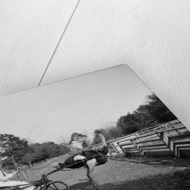Oliver W., the famous trotting ostrich, at Florida Ostrich Farm, Jacksonville, 1903 by Detroit Publishing Co.