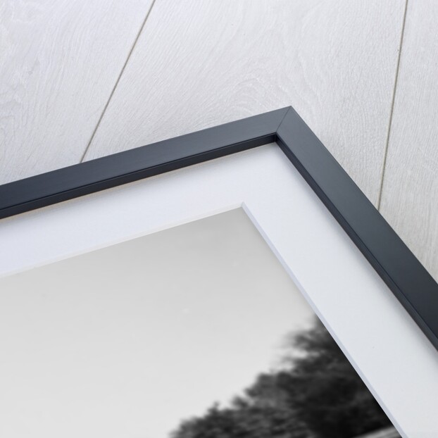 Oliver W., the famous trotting ostrich, at Florida Ostrich Farm, Jacksonville, 1903 by Detroit Publishing Co.