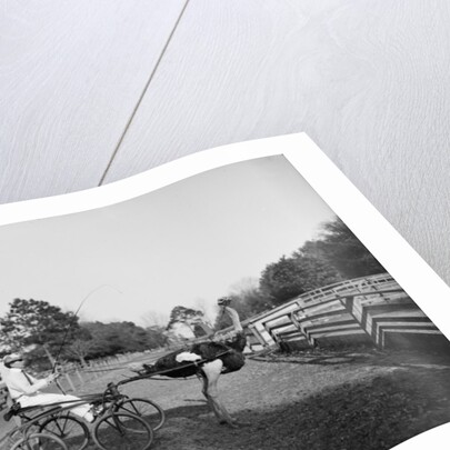 Oliver W., the famous trotting ostrich, at Florida Ostrich Farm, Jacksonville, 1903 by Detroit Publishing Co.