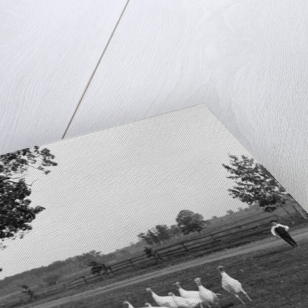 White Holland turkeys, 1900 by Detroit Publishing Co.