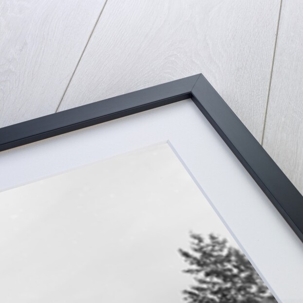 White Holland turkeys, 1900 by Detroit Publishing Co.