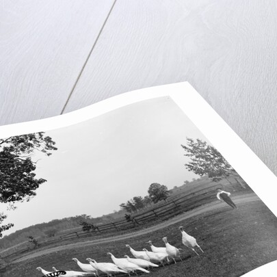 White Holland turkeys, 1900 by Detroit Publishing Co.
