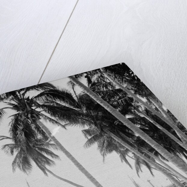 Coconut trees along the docks, Miami, Florida, c.1900-15 by Detroit Publishing Co.