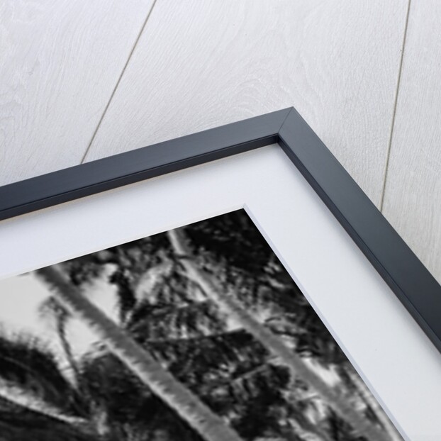 Coconut trees along the docks, Miami, Florida, c.1900-15 by Detroit Publishing Co.