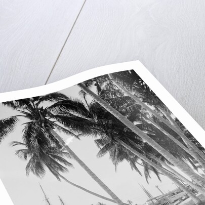 Coconut trees along the docks, Miami, Florida, c.1900-15 by Detroit Publishing Co.