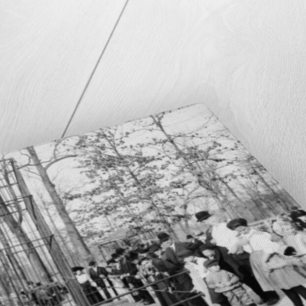 The Bear Pits, Memphis, Tennessee, c.1900-20 by Detroit Publishing Co.