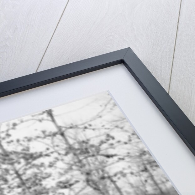 The Bear Pits, Memphis, Tennessee, c.1900-20 by Detroit Publishing Co.