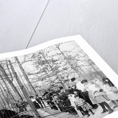 The Bear Pits, Memphis, Tennessee, c.1900-20 by Detroit Publishing Co.